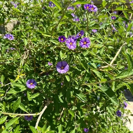 With Parking Space - 23167 Crikvenica